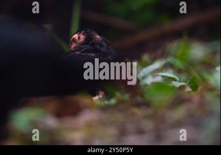 I pulcini di pollo sono bagnati e freddi dopo la pioggia Foto Stock