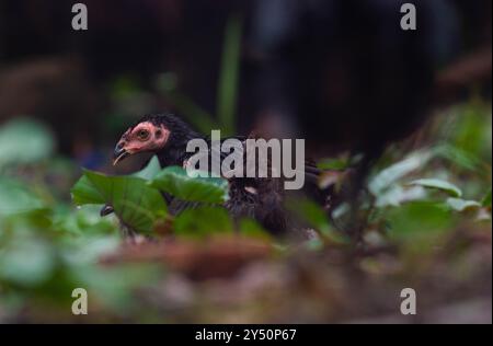 I pulcini di pollo sono bagnati e freddi dopo la pioggia Foto Stock