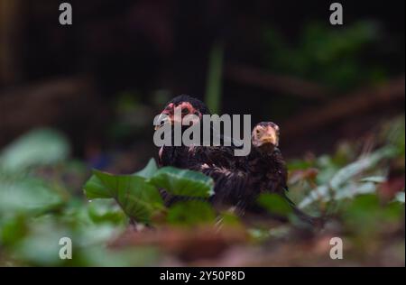 I pulcini di pollo sono bagnati e freddi dopo la pioggia Foto Stock