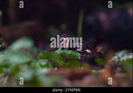 I pulcini di pollo sono bagnati e freddi dopo la pioggia Foto Stock