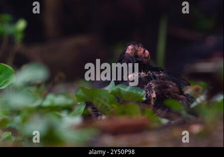 I pulcini di pollo sono bagnati e freddi dopo la pioggia Foto Stock