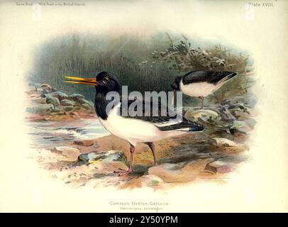 Common or Eurasian Oyster-Catcher (Haematopus ostralegus) from the Game Birds and Wild Fowl of the British Islands, di Charles Dixon, illustrato da Charles Whymper. [Pawson & Brailsford, Sheffield, 1900] Foto Stock