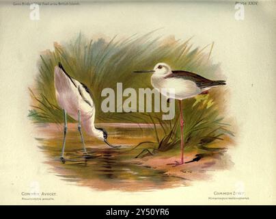 Common Avocet aka Pied avocet (Recurvirostra avocetta) [a sinistra] e Common Stilt (Himantopus melanopterus) [a destra] da The Game Birds and Wild Fowl of the British Islands, di Charles Dixon, illustrato da Charles Whymper. [Pawson & Brailsford, Sheffield, 1900] Foto Stock