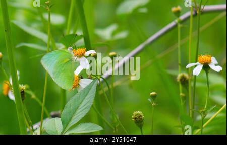 Farfalle arroccate sui fiori fioriti di Biden Alba Foto Stock