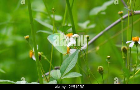 Farfalle arroccate sui fiori fioriti di Biden Alba Foto Stock