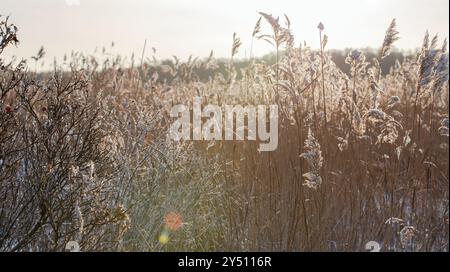 Le canne asciutte e l'erba copale sono sotto il sole in un giorno d'inverno, foto ravvicinata con una messa a fuoco morbida selettiva. Sfondo fotografico astratto naturale Foto Stock