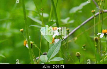 Farfalle arroccate sui fiori fioriti di Biden Alba Foto Stock