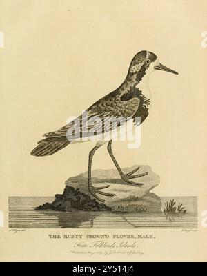 Male Rusty incoronò Plover from the Falkland Islands from A Voyage Around the World del capitano George Dixon e del capitano Nathaniel Portlock (1748 circa – 12 settembre 1817) è stato un capitano di nave, commerciante marittimo di pellicce e autore britannico. Entrò nella Royal Navy nel 1772 come marinaio abile, prestando servizio sulla HMS St Albans. Nel 1776 si unì alla HMS Discovery come compagno di comando e prestò servizio nel terzo viaggio nel Pacifico di James Cook. Durante la spedizione, nell'agosto 1779, fu trasferito sulla HMS Resolution. Superò l'esame del suo tenente il 7 settembre 1780, poi prestò servizio sulla HMS Firebrand nella flotta della Manica Foto Stock