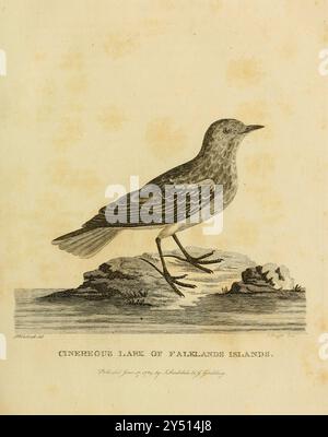 Cinereous Lark of Falkland Islands from A Voyage Around the World del capitano George Dixon e del capitano Nathaniel Portlock (1748 circa – 12 settembre 1817) è stato un capitano di nave, commerciante marittimo di pellicce e autore britannico. Entrò nella Royal Navy nel 1772 come marinaio abile, prestando servizio sulla HMS St Albans. Nel 1776 si unì alla HMS Discovery come compagno di comando e prestò servizio nel terzo viaggio nel Pacifico di James Cook. Durante la spedizione, nell'agosto 1779, fu trasferito sulla HMS Resolution. Superò l'esame del suo tenente il 7 settembre 1780, poi prestò servizio sulla HMS Firebrand nella flotta della Manica. Il 17 settembre Foto Stock