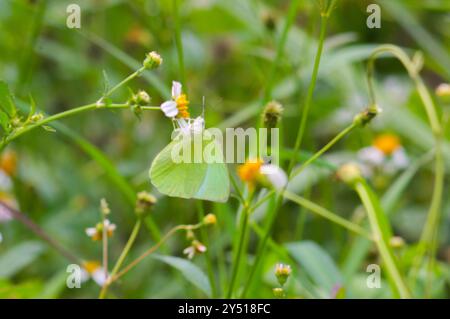 Farfalle arroccate sui fiori fioriti di Biden Alba Foto Stock