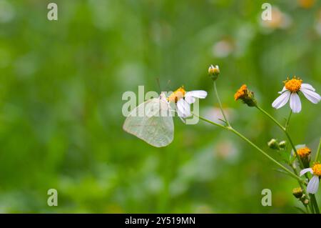 Farfalle arroccate sui fiori fioriti di Biden Alba Foto Stock