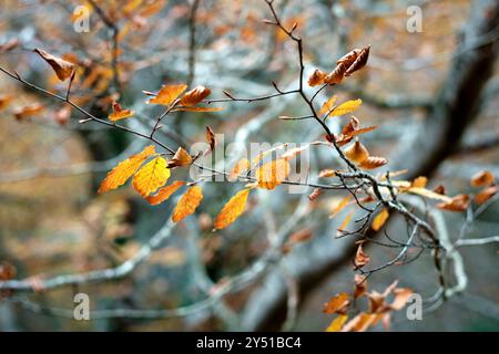 Un dettaglio ravvicinato di foglie autunnali aggrappate a rami sottili, su uno sfondo boschivo sfocato. Araba, Paesi Baschi, Spagna. Foto Stock