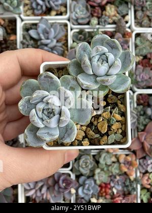 Vista dall'alto del Coniglietto delle nevi Claster of Echeveria. Bella pianta naturale succulenta Foto Stock