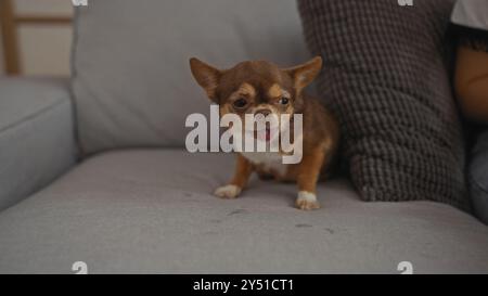 Un cane chihuahua con la lingua fuori si siede su un divano grigio a casa, catturando un momento domestico carino con l'animale domestico al chiuso. Foto Stock