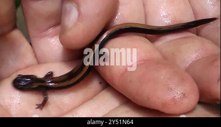 Salamandra a strisce d'oro (Chioglossa lusitanica) Amphibia Foto Stock