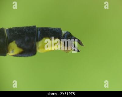 Midland Clubtail (Gomphurus fraternus) Insecta Foto Stock