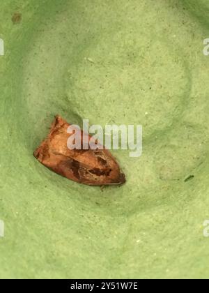 Grande albero da frutto Tortrix (Archips podana) Insecta Foto Stock