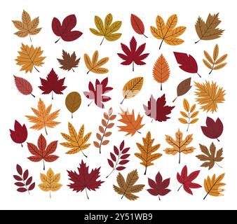 Set di foglie autunnali secche colorate vettoriali piatte Illustrazione Vettoriale
