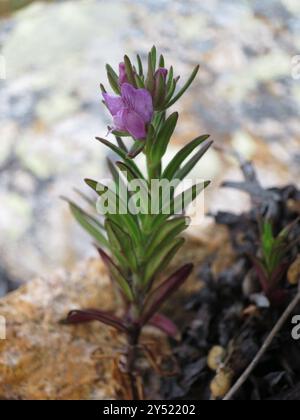 Weasel's-muso (Misopates orontium) Plantae Foto Stock