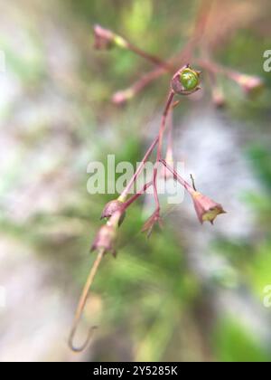 Seminole False Foxglove (Agalinis filifolia) Plantae Foto Stock