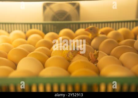 Un pulcino appena nato emerge dal guscio dell'uovo e si schiude nell'incubatoio dei polli. Foto Stock