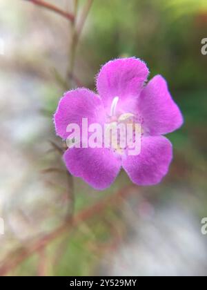 Seminole False Foxglove (Agalinis filifolia) Plantae Foto Stock