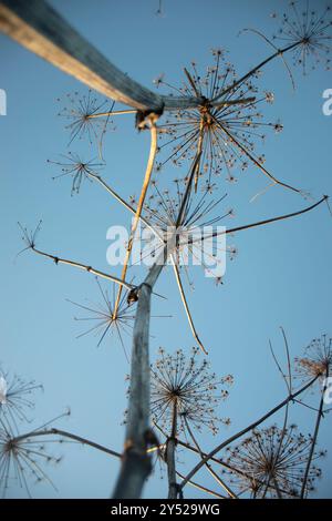 Attaccata al cielo. Piante infestanti impianto secco. Foto Stock