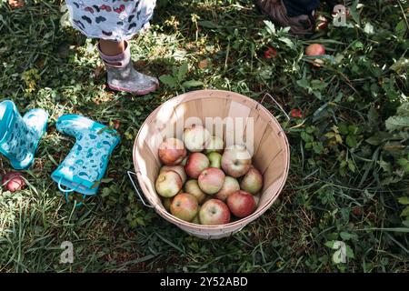 Visita ad un frutteto di mele in autunno Foto Stock