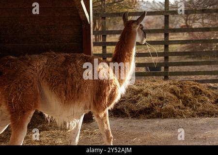 Lama bruna masticando fieno in un fienile Foto Stock