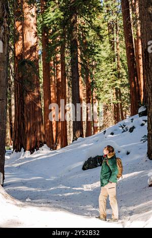 Un escursionista si erge in una foresta innevata, sopra di esso si innalzano alberi di sequoia Foto Stock