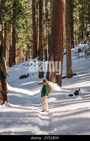 Un escursionista si erge in una foresta innevata con alberi di sequoia che si innalzano in alto Foto Stock