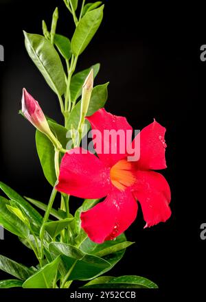 Fioritura rossa Dipladenia su sfondo nero Foto Stock