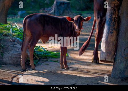 mucche watusi nella prateria Foto Stock