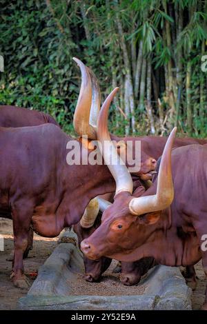 mucche watusi nella prateria Foto Stock