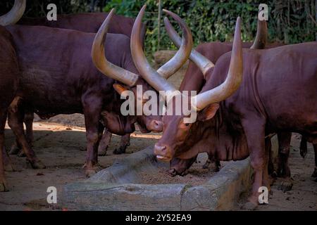 mucche watusi nella prateria Foto Stock