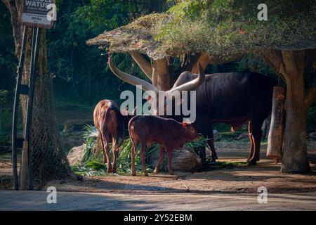 mucche watusi nella prateria Foto Stock