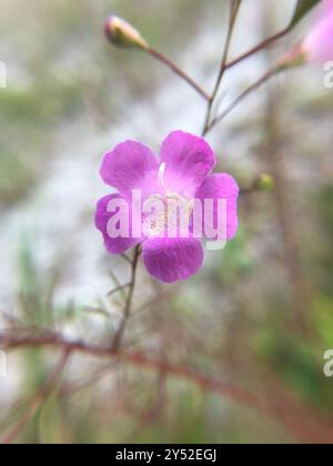 Seminole False Foxglove (Agalinis filifolia) Plantae Foto Stock