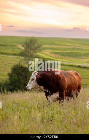 bull in piedi in un alto campo erboso Foto Stock