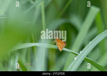 Dion Skipper (Euphyes dion) Insecta Foto Stock