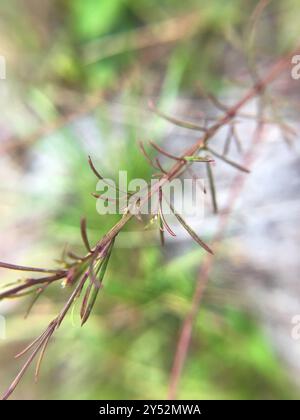 Seminole False Foxglove (Agalinis filifolia) Plantae Foto Stock