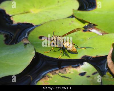 Rothney's Paper Wasp (Polistes rothneyi) Insecta Foto Stock