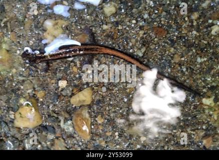 Salamandra a strisce d'oro (Chioglossa lusitanica) Amphibia Foto Stock