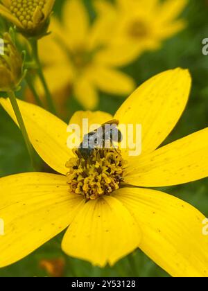 Little Blue Carpenter Bee (Ceratina cyanea) Insecta Foto Stock