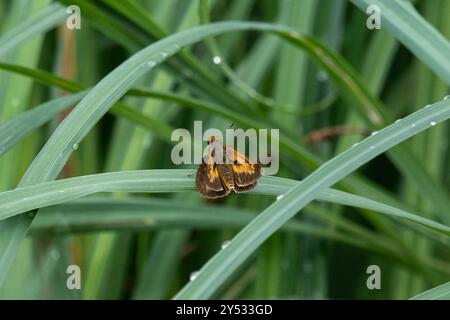 Dion Skipper (Euphyes dion) Insecta Foto Stock