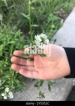 Hoary alyssum (Berteroa incana) Plantae Foto Stock