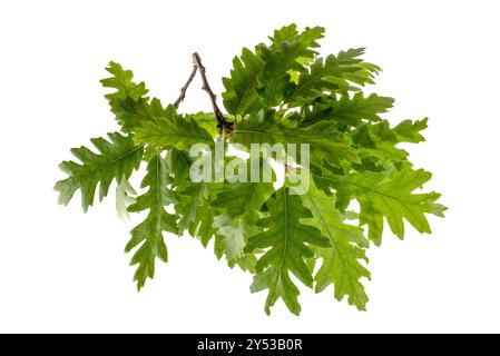 Ciuffo di foglie di quercia isolato su bianco con percorso di ritaglio incluso, adatto come risorsa grafica Foto Stock