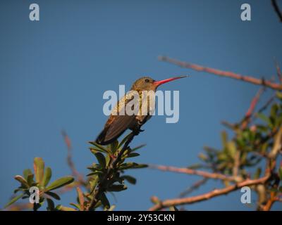 Aves, Hummingbird dorato (Hylocharis chrysura) Foto Stock