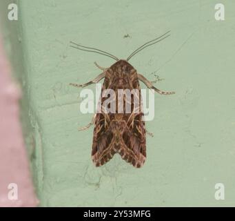 Falena del verme orientale (Spodoptera litura) Insecta Foto Stock