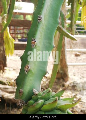 Frutto di drago a carne rossa (Selenicereus costaricensis) Plantae Foto Stock