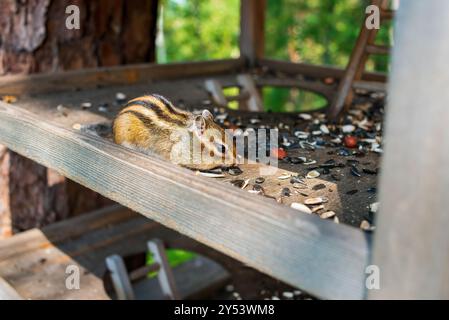 Сute Chipmunk siberiano (Eutamias sibiricus) mangiando semi di girasole e noci da un alimentatore nel parco forestale Foto Stock